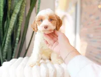 Marcy, a female Cavapoo for sale in Newberry, SC – 2 of 3