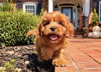 Leilani, a female Cavapoo for sale in Newberry, SC – 2 of 3