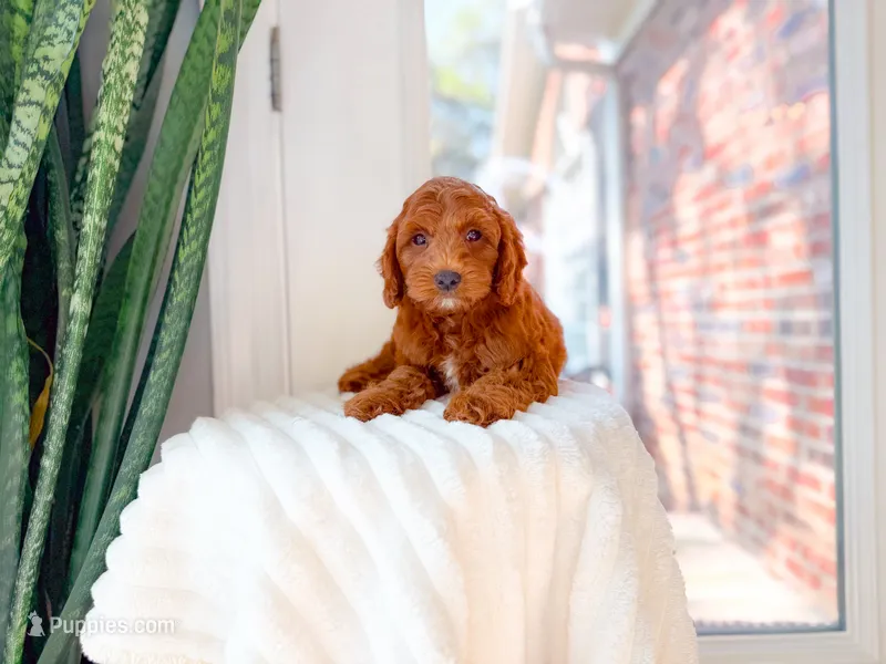 Woodford – Miniature Goldendoodle puppy for sale in Newberry, SC