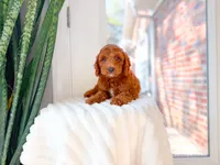 Woodford, a male Miniature Goldendoodle for sale in Newberry, SC – 1 of 4