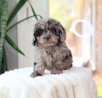 Harley, a male Cavapoo for sale in Newberry, SC – 2 of 3