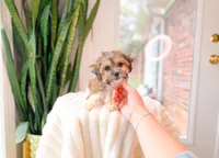 Bianca, a female Shichon for sale in Newberry, SC – 2 of 5