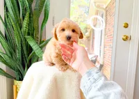Vito, a male Maltipoo for sale in Newberry, SC – 3 of 4