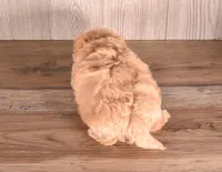 Abbot, a male Maltipoo for sale in Newberry, SC – Photo 3 of 3