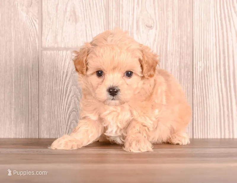 Abbot, a male Maltipoo for sale in Newberry, SC – Photo 1 of 3