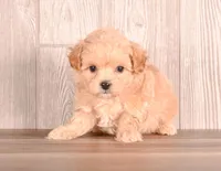 Abbot, a male Maltipoo for sale in Newberry, SC – Photo 1 of 3