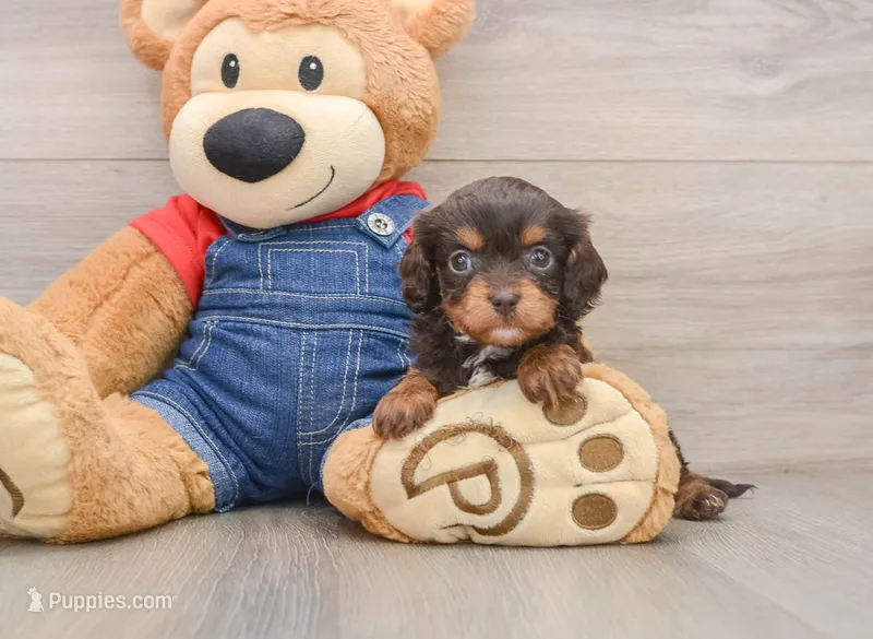 Celine – Cavapoo puppy for sale in Newberry, SC