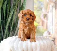 Sephora, a female Cavapoo for sale in Newberry, SC – 2 of 3