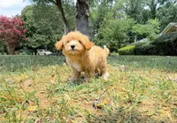 Dixie Belle, a female Maltipoo for sale in Newberry, SC – 2 of 3