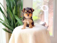 Nyla, a female Yorkshire Terrier for sale in Newberry, SC – 1 of 4