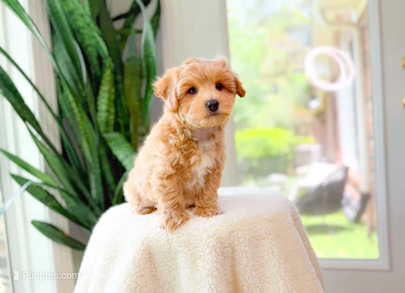 Vito – Maltipoo puppy for sale in Newberry, SC