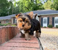 Rex, a male Yorkshire Terrier for sale in Newberry, SC – 3 of 3