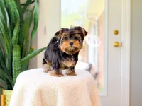 Reba, a female Yorkshire Terrier for sale in Newberry, SC – 4 of 4