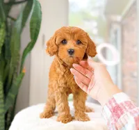 Calla, a female Cavapoo for sale in Newberry, SC – 3 of 3