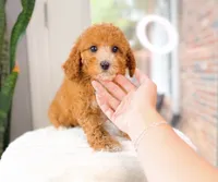 Carnation, a female Cavapoo for sale in Newberry, SC – 2 of 3