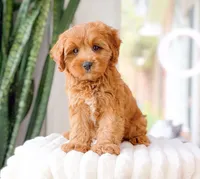 Talia, a female Cavapoo for sale in Newberry, SC – 2 of 3