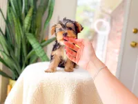 Nyla, a female Yorkshire Terrier for sale in Newberry, SC – 2 of 4
