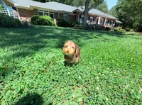 Jason, a male Yorkipoo for sale in Newberry, SC – 4 of 5