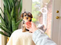 Niche, a male Yorkshire Terrier for sale in Newberry, SC – 4 of 4