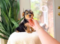 Niche, a male Yorkshire Terrier for sale in Newberry, SC – 2 of 4