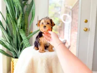 Noelle, a female Yorkshire Terrier for sale in Newberry, SC – 2 of 4