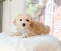 Archie, a male Maltipoo for sale in Newberry, SC – 2 of 3