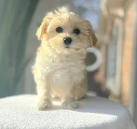 Q Tip, a female Maltipoo for sale in Newberry, SC – Photo 2 of 3