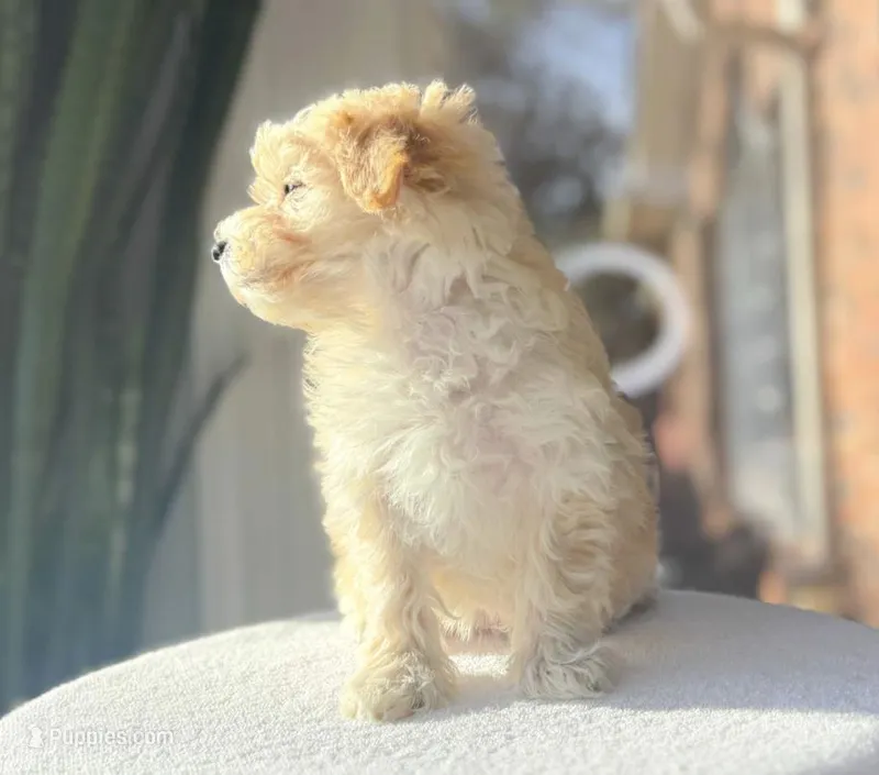Q Tip, a female Maltipoo for sale in Newberry, SC – Photo 1 of 3