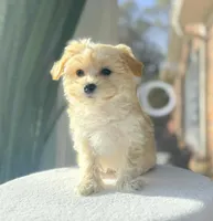 Q Tip, a female Maltipoo for sale in Newberry, SC – Photo 3 of 3
