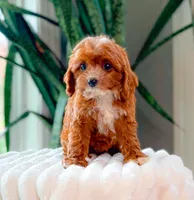 Flora, a female Cavapoo for sale in Newberry, SC – 2 of 3