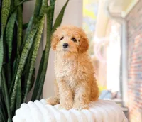 Gunner, a male Cavapoo for sale in Newberry, SC – 2 of 3