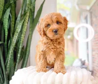 Thatcher, a male Cavapoo for sale in Newberry, SC – 1 of 3