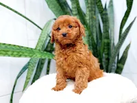 Halo, a female Cavapoo for sale in Newberry, SC – 2 of 3