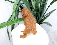 Halo, a female Cavapoo for sale in Newberry, SC – 3 of 3