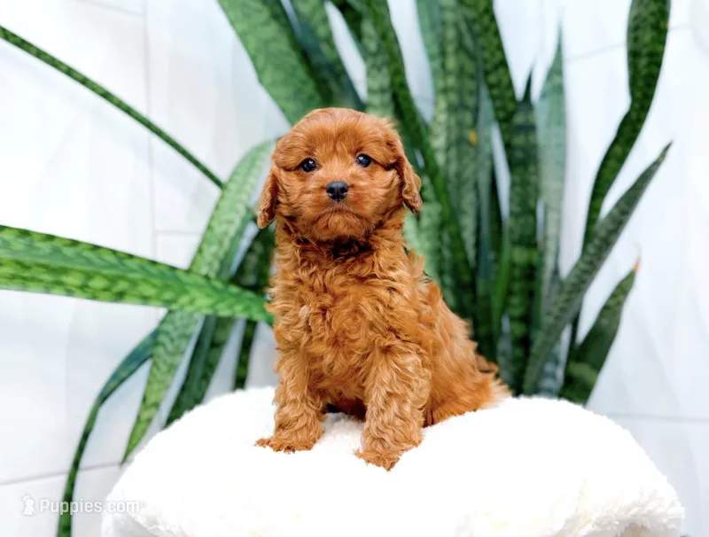 Halo – Cavapoo puppy for sale in Newberry, SC