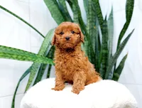 Halo, a female Cavapoo for sale in Newberry, SC – 1 of 3