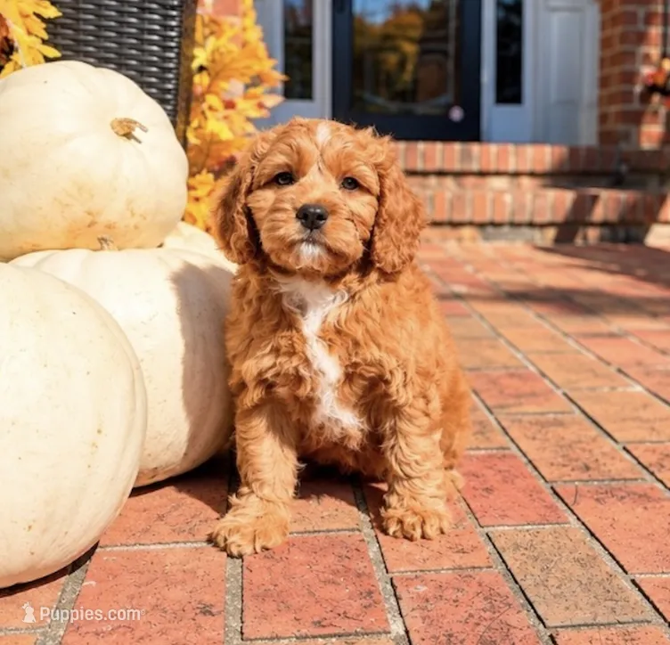 Leo – Cavapoo puppy for sale in Newberry, SC