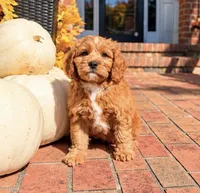 Leo, a male Cavapoo for sale in Newberry, SC – 1 of 3