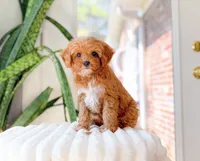 Hunter, a male Cavapoo for sale in Newberry, SC – 2 of 3