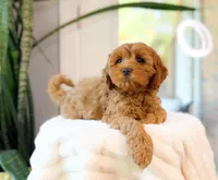 Capri, a female Cavapoo for sale in Newberry, SC – 2 of 3