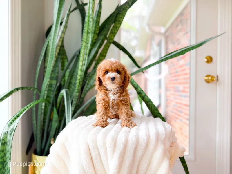 Tito – Poodle - Miniature  puppy for sale in Newberry, SC
