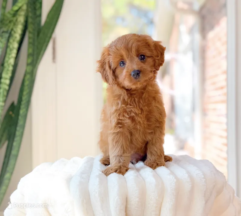 Acer – Cavapoo puppy for sale in Newberry, SC