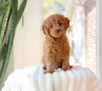 Acer, a male Cavapoo for sale in Newberry, SC – 1 of 3