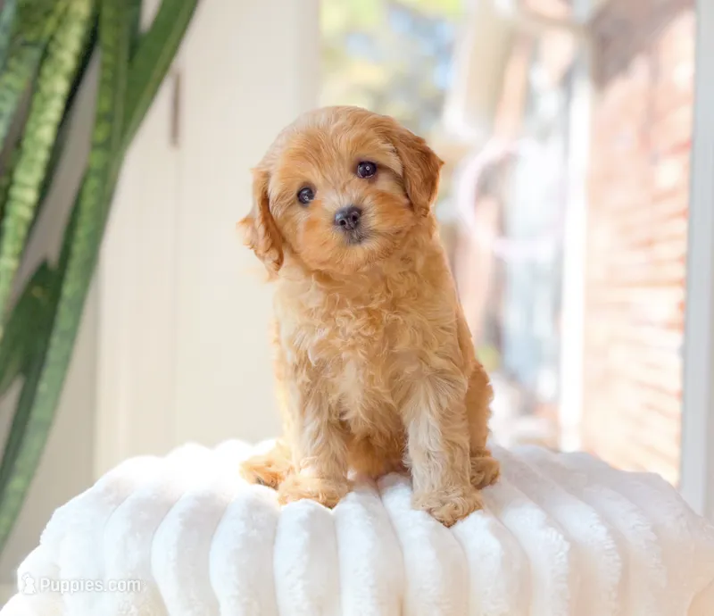 Apricot – Cavapoo puppy for sale in Newberry, SC