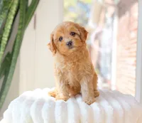 Apricot, a female Cavapoo for sale in Newberry, SC – 1 of 3