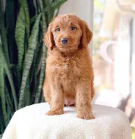 Barrett, a male Miniature Goldendoodle for sale in Newberry, SC – 3 of 3