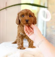 Cora, a female Cavapoo for sale in Newberry, SC – 2 of 3