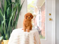 Jelly, a female Cavapoo for sale in Newberry, SC – 5 of 5