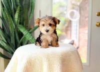 Nolan, a male Yorkshire Terrier for sale in Newberry, SC – 3 of 4