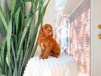Woodford, a male Miniature Goldendoodle for sale in Newberry, SC – 3 of 4